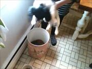 Puppy Jumps Into Food Box