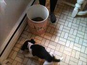 Puppy Jumps Into Food Box