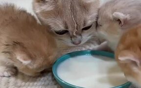 Kitten Licks Momma Cat Instead of Milk From Bowl - Animals - VIDEOTIME.COM