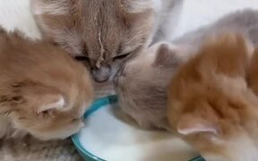 Kitten Licks Momma Cat Instead of Milk From Bowl