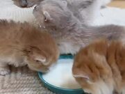 Kitten Licks Momma Cat Instead of Milk From Bowl