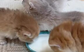 Kitten Licks Momma Cat Instead of Milk From Bowl - Animals - VIDEOTIME.COM