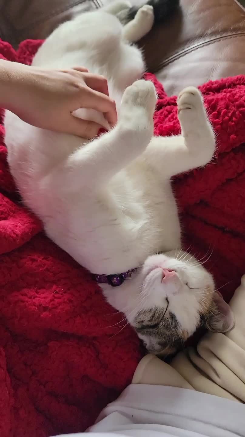 Cat Enjoys Belly Rubs on the Couch