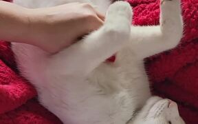 Cat Enjoys Belly Rubs on the Couch - Animals - VIDEOTIME.COM