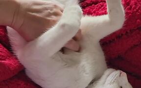 Cat Enjoys Belly Rubs on the Couch