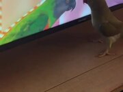 Parrot Tries Kissing Another Parrot on TV Screen