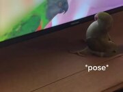 Parrot Tries Kissing Another Parrot on TV Screen