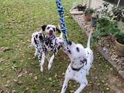 Adorable Dalmatians Play With Rope Toy