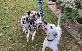 Adorable Dalmatians Play With Rope Toy - Animals - VIDEOTIME.COM