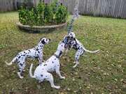 Adorable Dalmatians Play With Rope Toy