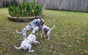 Adorable Dalmatians Play With Rope Toy - Animals - VIDEOTIME.COM