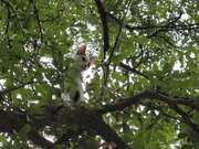 Person Catches Cat Wandering on Tree's Branch