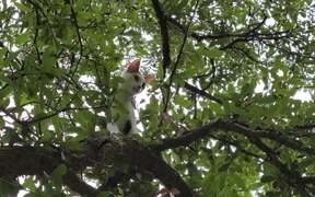 Person Catches Cat Wandering on Tree's Branch - Animals - VIDEOTIME.COM