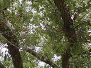 Person Catches Cat Wandering on Tree's Branch