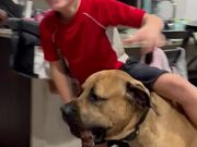 English Mastiff Puppy Embraces His Inner Horse