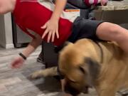 English Mastiff Puppy Embraces His Inner Horse