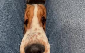 Attention-Seeking Bassett Hound Puppy - Animals - VIDEOTIME.COM