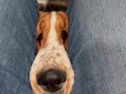Attention-Seeking Bassett Hound Puppy