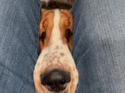 Attention-Seeking Bassett Hound Puppy