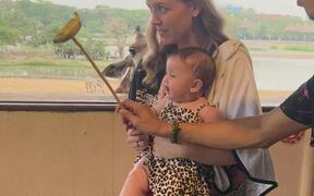Cute Baby Girl Is Delighted To Feed Giraffe