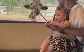 Cute Baby Girl Is Delighted To Feed Giraffe - Kids - VIDEOTIME.COM