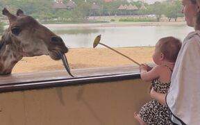 Cute Baby Girl Is Delighted To Feed Giraffe