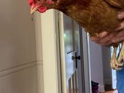 Get Chicken To Get Rid Of Spiders In Your Home