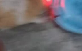 A Hamster Whose Cheek Twinkles Like a Police Car - Animals - VIDEOTIME.COM