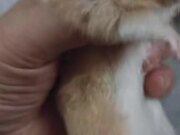 A Hamster Whose Cheek Twinkles Like a Police Car