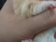 A Hamster Whose Cheek Twinkles Like a Police Car