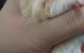 A Hamster Whose Cheek Twinkles Like a Police Car - Animals - VIDEOTIME.COM