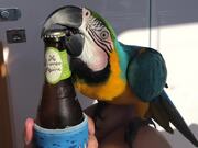 This Parrot Makes His Sailing Owner's Life Easier 