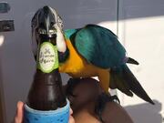 This Parrot Makes His Sailing Owner's Life Easier 