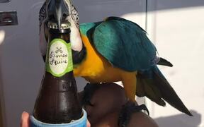 This Parrot Makes His Sailing Owner's Life Easier  - Animals - VIDEOTIME.COM