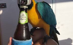 This Parrot Makes His Sailing Owner's Life Easier  - Animals - VIDEOTIME.COM