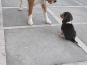 Puppy Plays With Bigger Dog