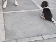 Puppy Plays With Bigger Dog