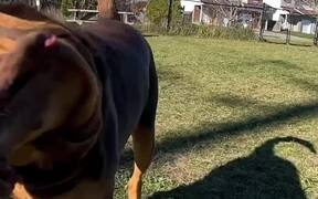 Dog Walks Towards Dogwalker While Shaking His Head - Animals - VIDEOTIME.COM