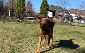 Dog Walks Towards Dogwalker While Shaking His Head - Animals - VIDEOTIME.COM