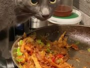 Cat Steals Food Straight From Pan