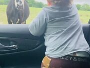 Cow Scares Toddler While He Watches Them From Car