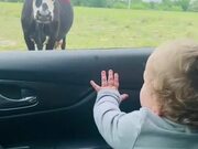 Cow Scares Toddler While He Watches Them From Car