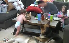 Toddler Falls After Stepping on Dog
