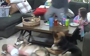 Toddler Falls After Stepping on Dog - Kids - VIDEOTIME.COM