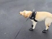 Dog Enjoys Walking In His Miniature Shoes