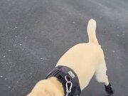 Dog Enjoys Walking In His Miniature Shoes