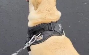 Dog Enjoys Walking In His Miniature Shoes - Animals - VIDEOTIME.COM