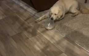 Dog Gets Shocked When Balloon Pops - Animals - VIDEOTIME.COM