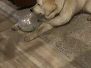 Dog Gets Shocked When Balloon Pops