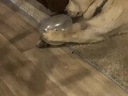 Dog Gets Shocked When Balloon Pops
